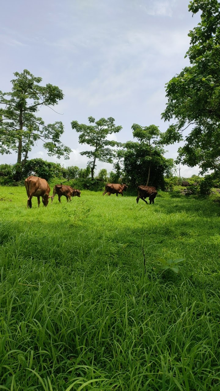 Cow 1