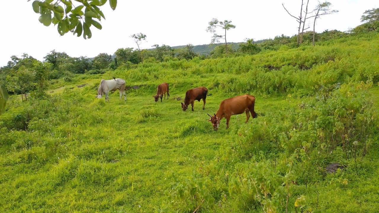 Cows in Shed
