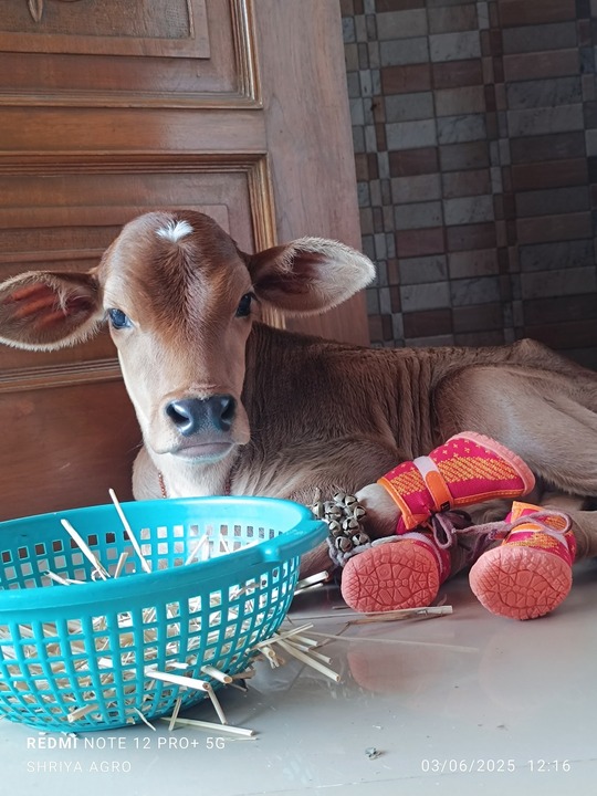 Cow 4