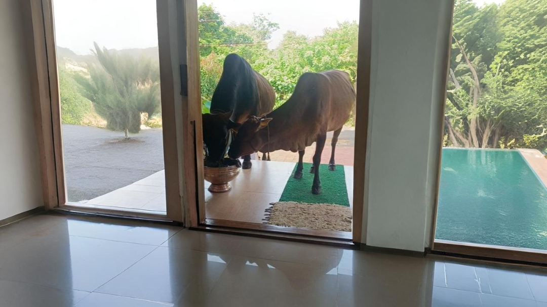 Cow 6