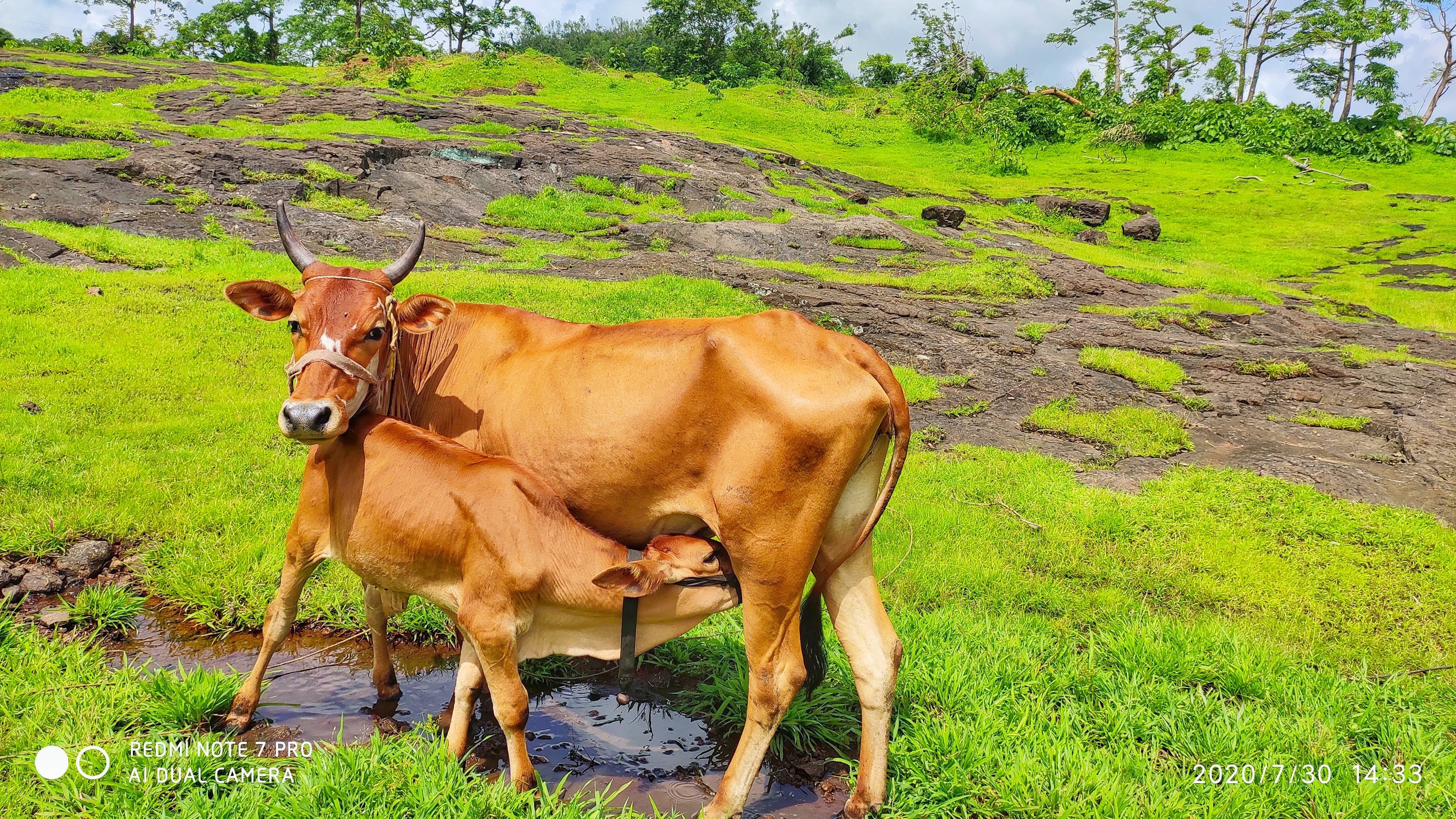 Donate to Cow Welfare