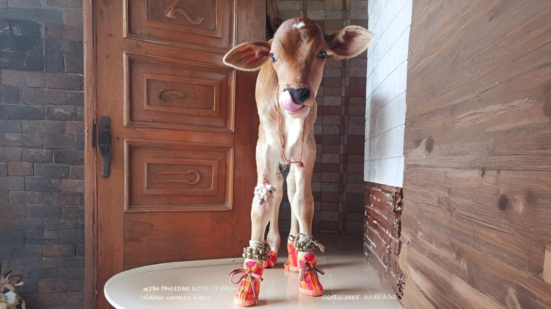 Cow 7
