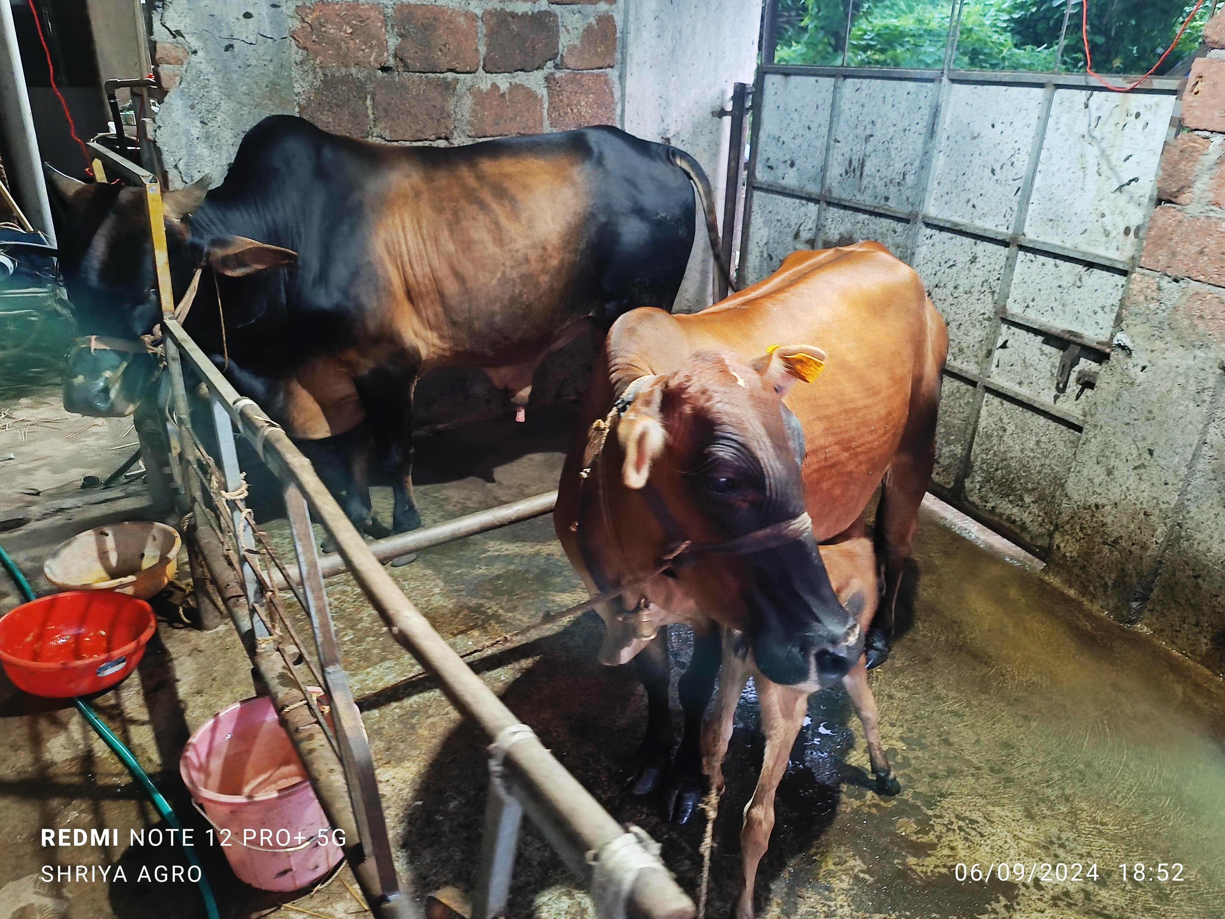 Cow Feeding